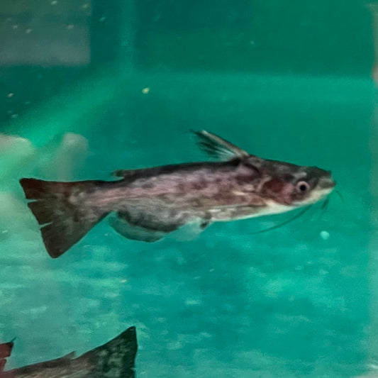 the-fish-farm Catfish Colombian Wood Catfish Buy Colombian Wood Catfish for your Aquarium in Australia 