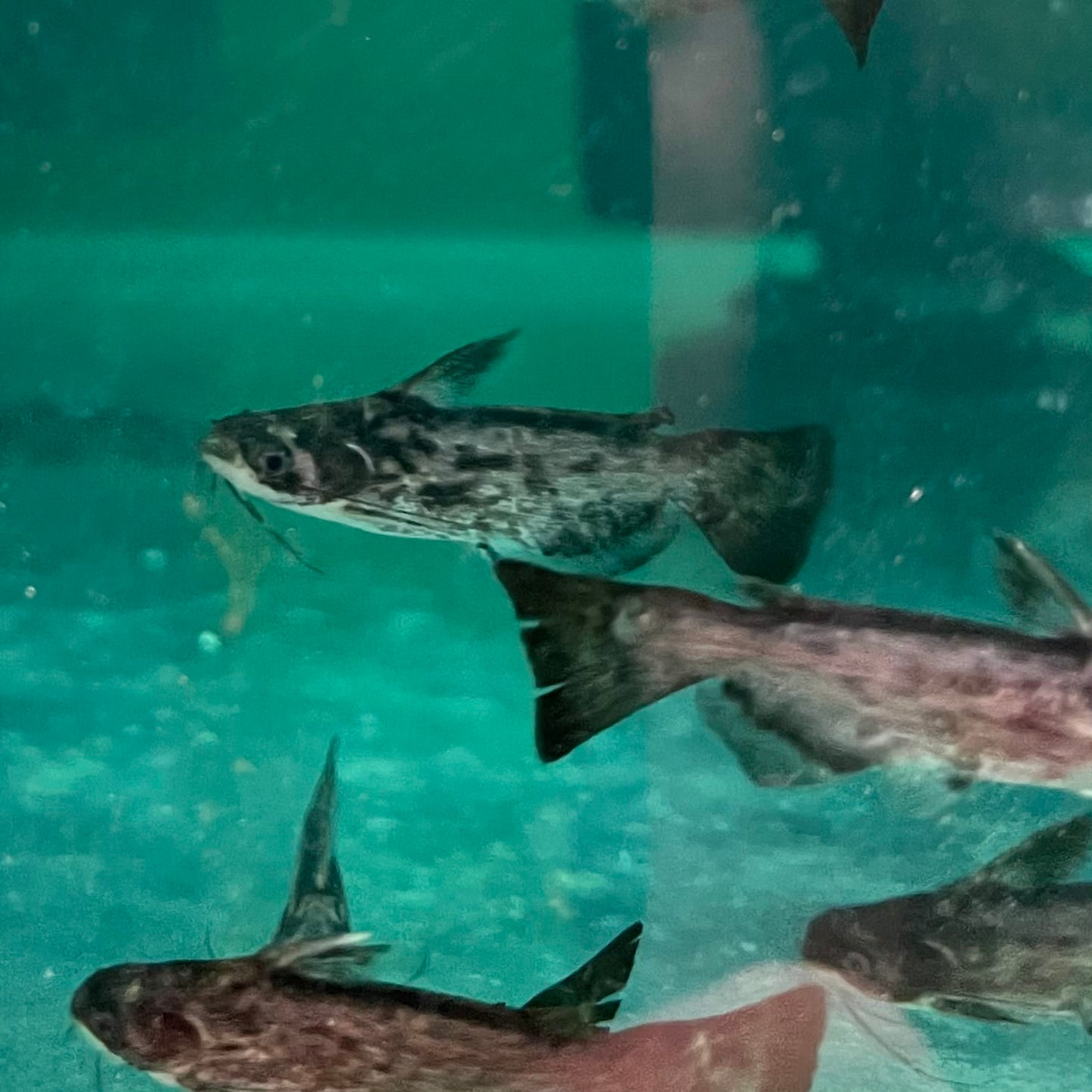 the-fish-farm Catfish Colombian Wood Catfish Buy Colombian Wood Catfish for your Aquarium in Australia 