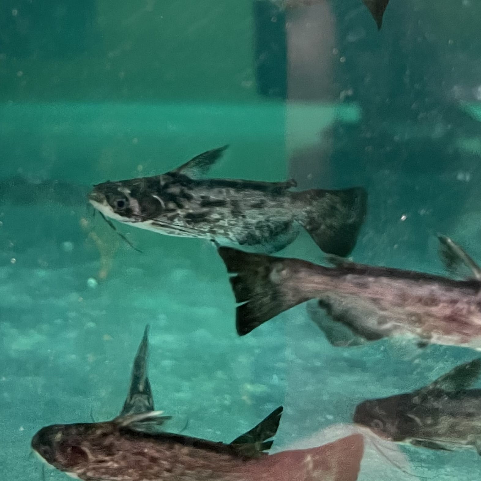 the-fish-farm Catfish Colombian Wood Catfish Buy Colombian Wood Catfish for your Aquarium in Australia 