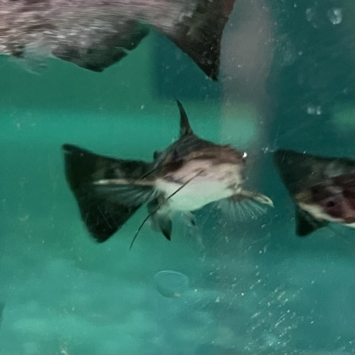 the-fish-farm Catfish Colombian Wood Catfish Buy Colombian Wood Catfish for your Aquarium in Australia 