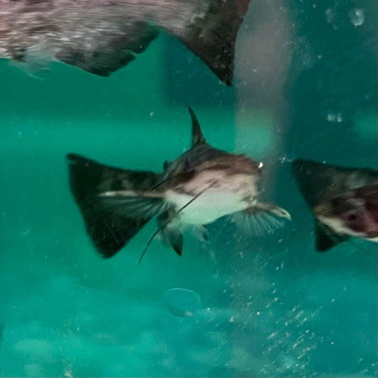 the-fish-farm Catfish Colombian Wood Catfish Buy Colombian Wood Catfish for your Aquarium in Australia 