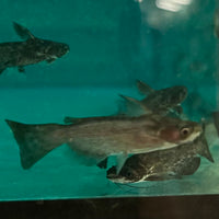 the-fish-farm Catfish Colombian Wood Catfish Buy Colombian Wood Catfish for your Aquarium in Australia 