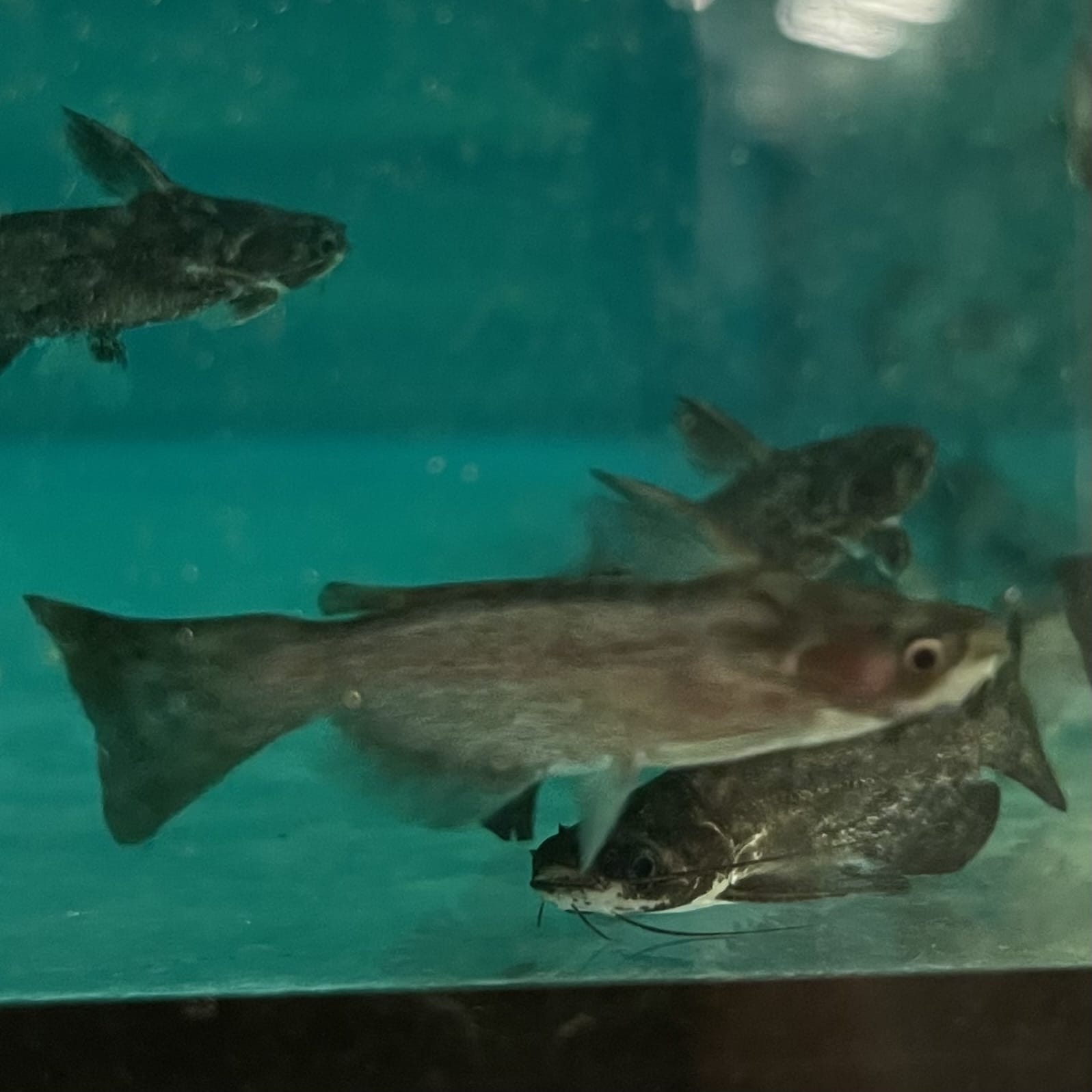 the-fish-farm Catfish Colombian Wood Catfish Buy Colombian Wood Catfish for your Aquarium in Australia 