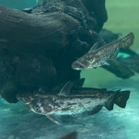 the-fish-farm Catfish Colombian Wood Catfish Buy Colombian Wood Catfish for your Aquarium in Australia 
