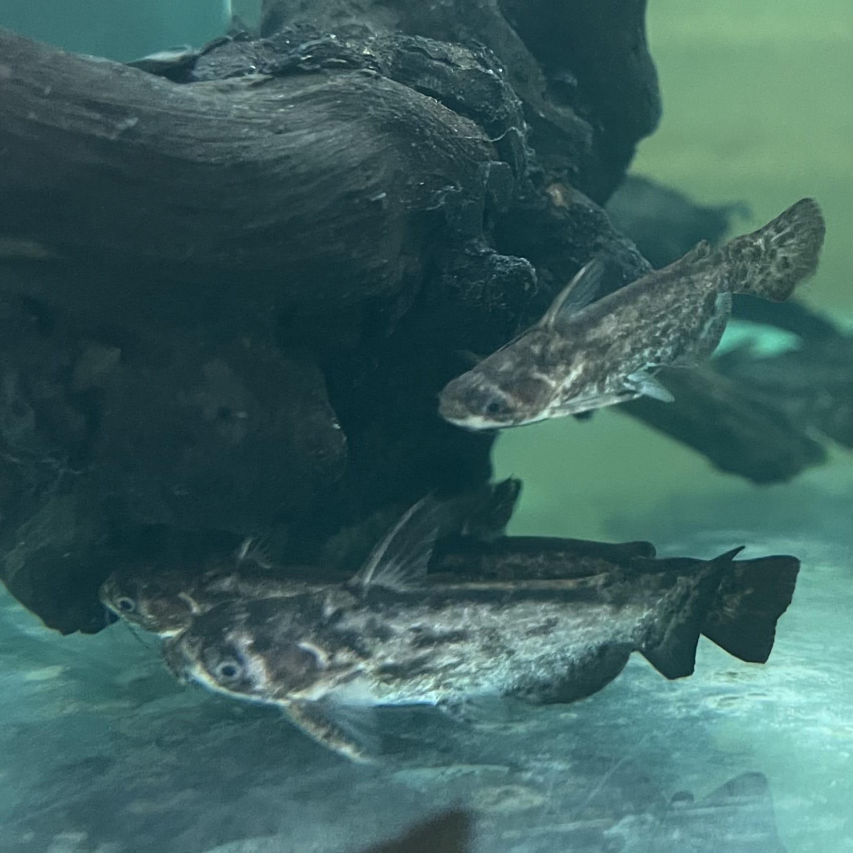 the-fish-farm Catfish Colombian Wood Catfish Buy Colombian Wood Catfish for your Aquarium in Australia 