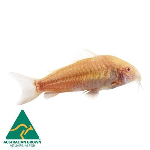 the-fish-farm Catfish Corydoras Albino Catfish Corydoras Albino Catfish - The Fish Farm Australia