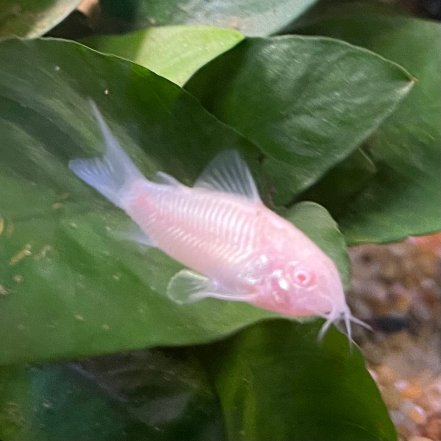 the-fish-farm Catfish Corydoras Albino Catfish Corydoras Albino Catfish - The Fish Farm Australia