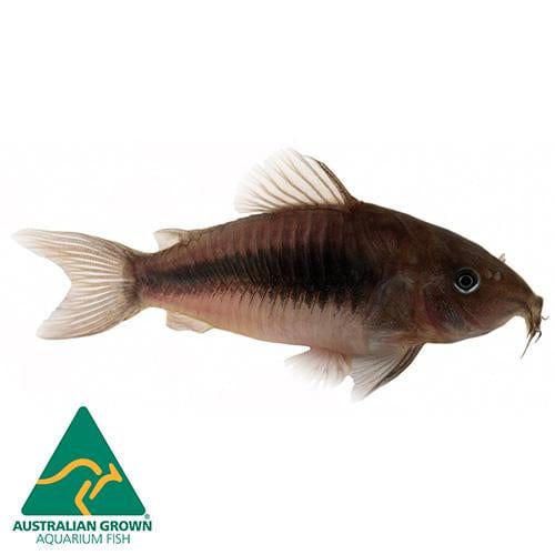 the-fish-farm Catfish Corydoras Bronze Catfish Corydoras Bronze Catfish  - The Fish Farm