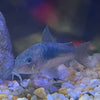 the-fish-farm Catfish Corydoras Bronze Catfish Corydoras Bronze Catfish  - The Fish Farm