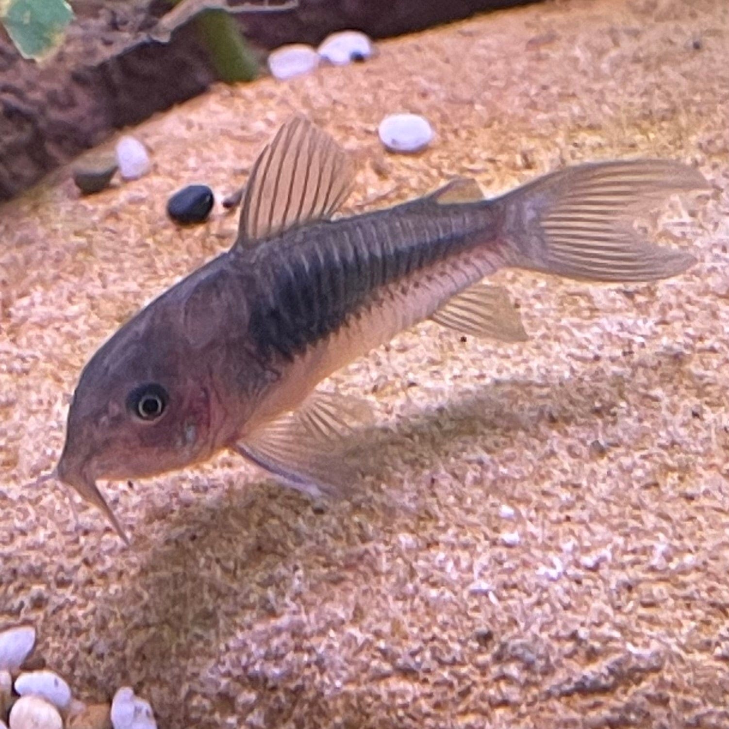 the-fish-farm Catfish Corydoras Bronze Catfish Corydoras Bronze Catfish  - The Fish Farm