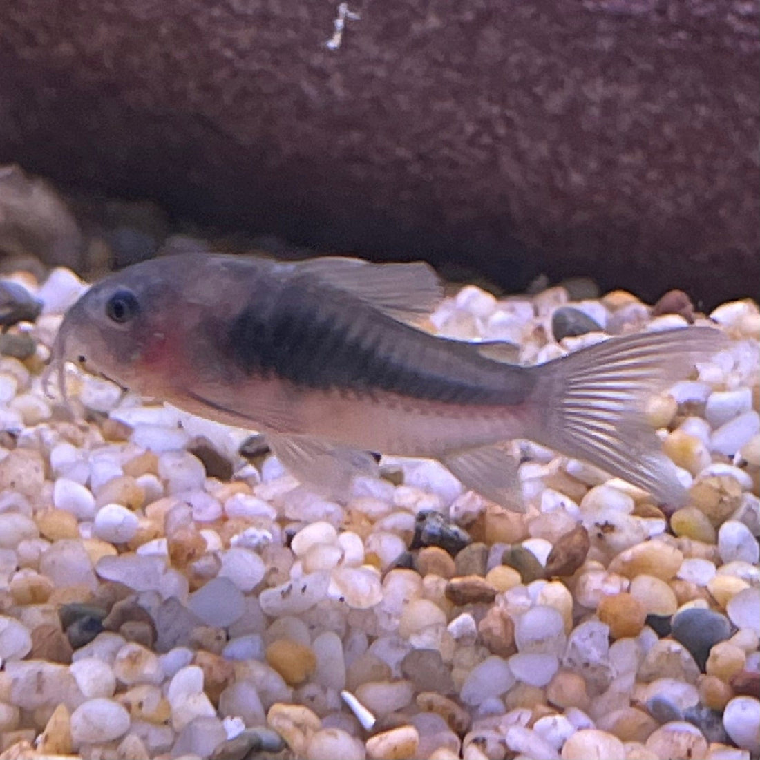 Corydoras Bronze Catfish - The Fish Farm
