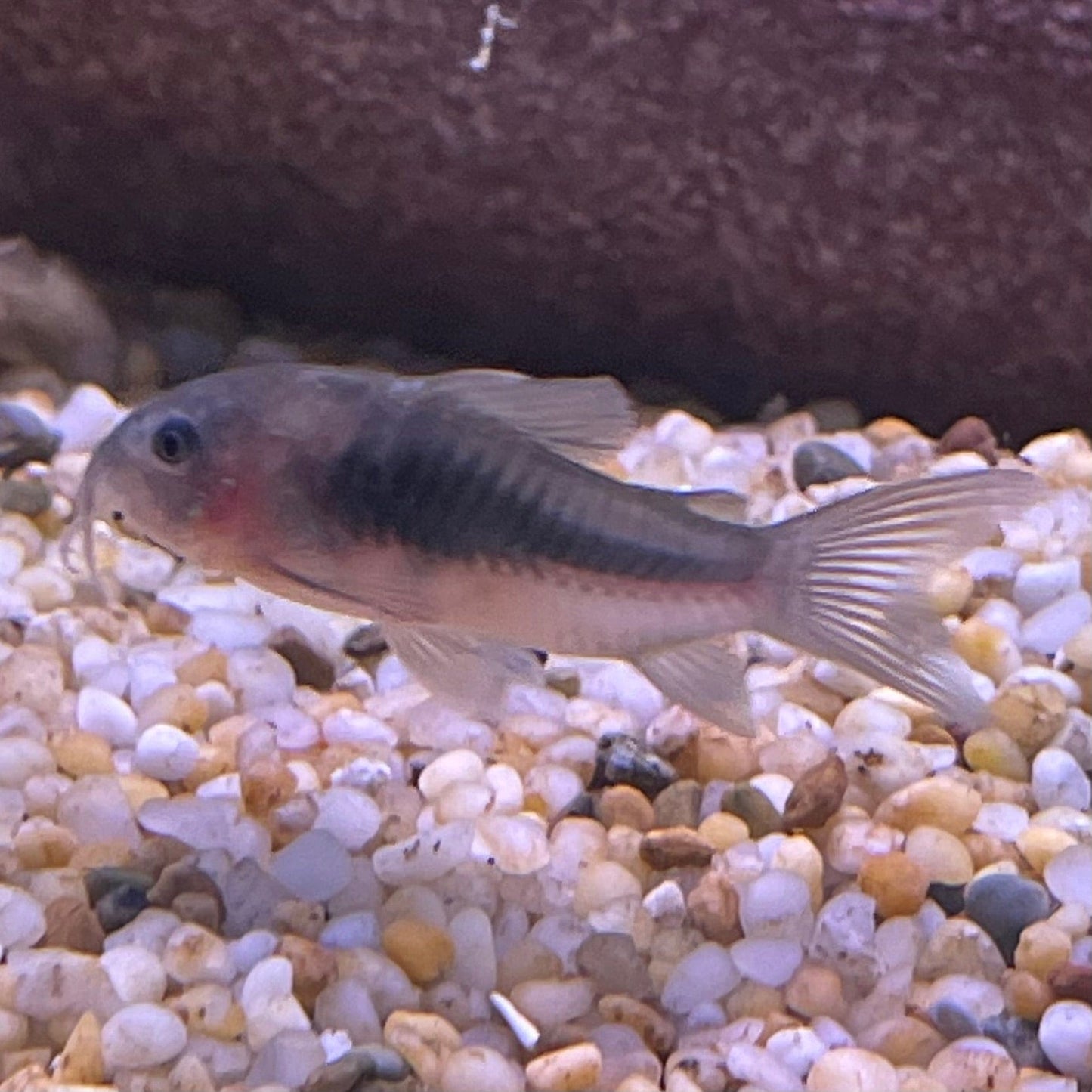 the-fish-farm Catfish Corydoras Bronze Catfish Corydoras Bronze Catfish  - The Fish Farm