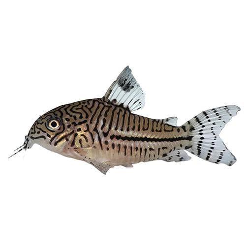 the-fish-farm Catfish Corydoras Julii Catfish 3cm Corydora Julii 3cm - The Fish Farm