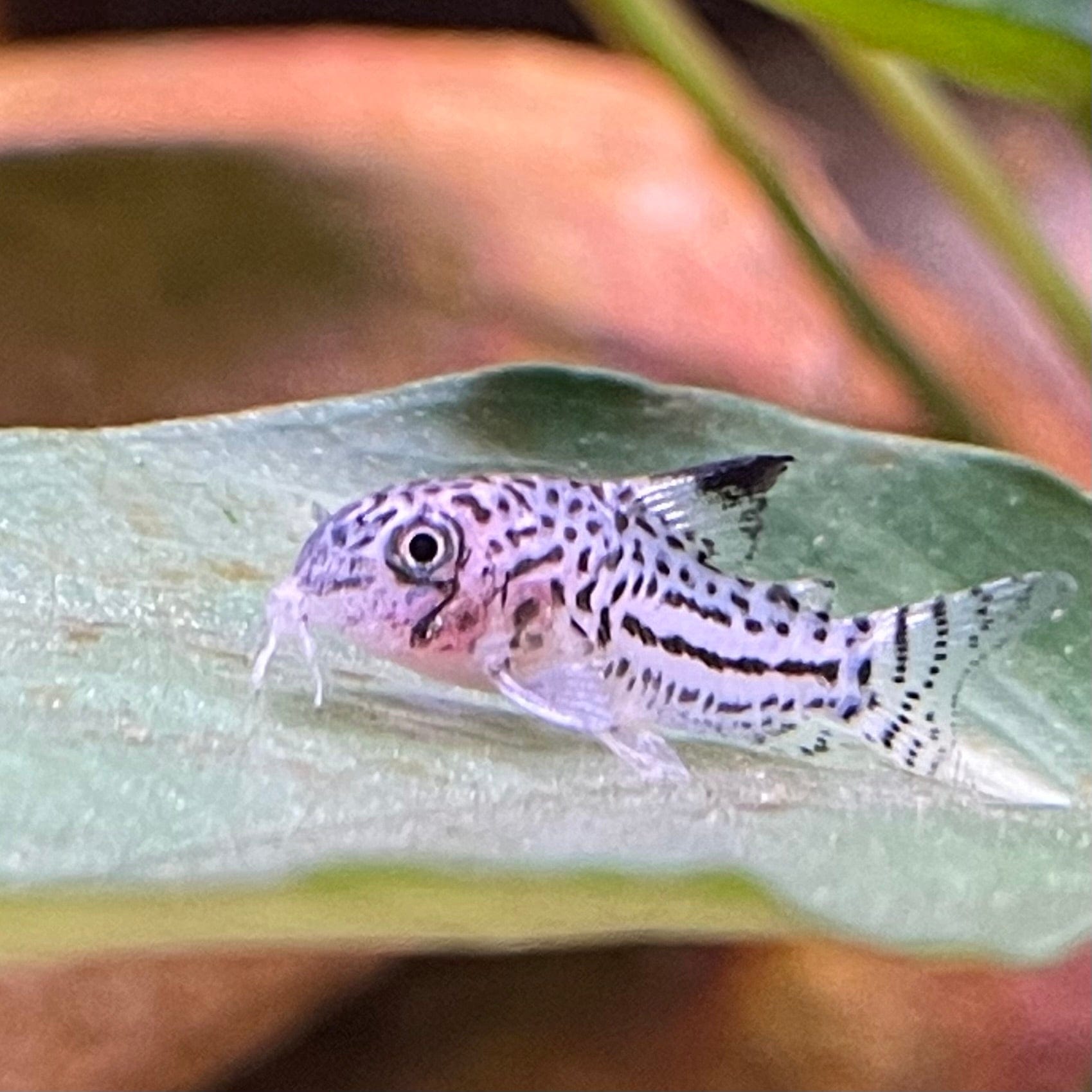 the-fish-farm Catfish Corydoras Julii Catfish 3cm Corydora Julii 3cm - The Fish Farm