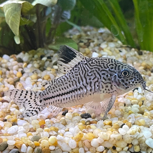 the-fish-farm Catfish Corydoras Julii Catfish 3cm Corydora Julii 3cm - The Fish Farm