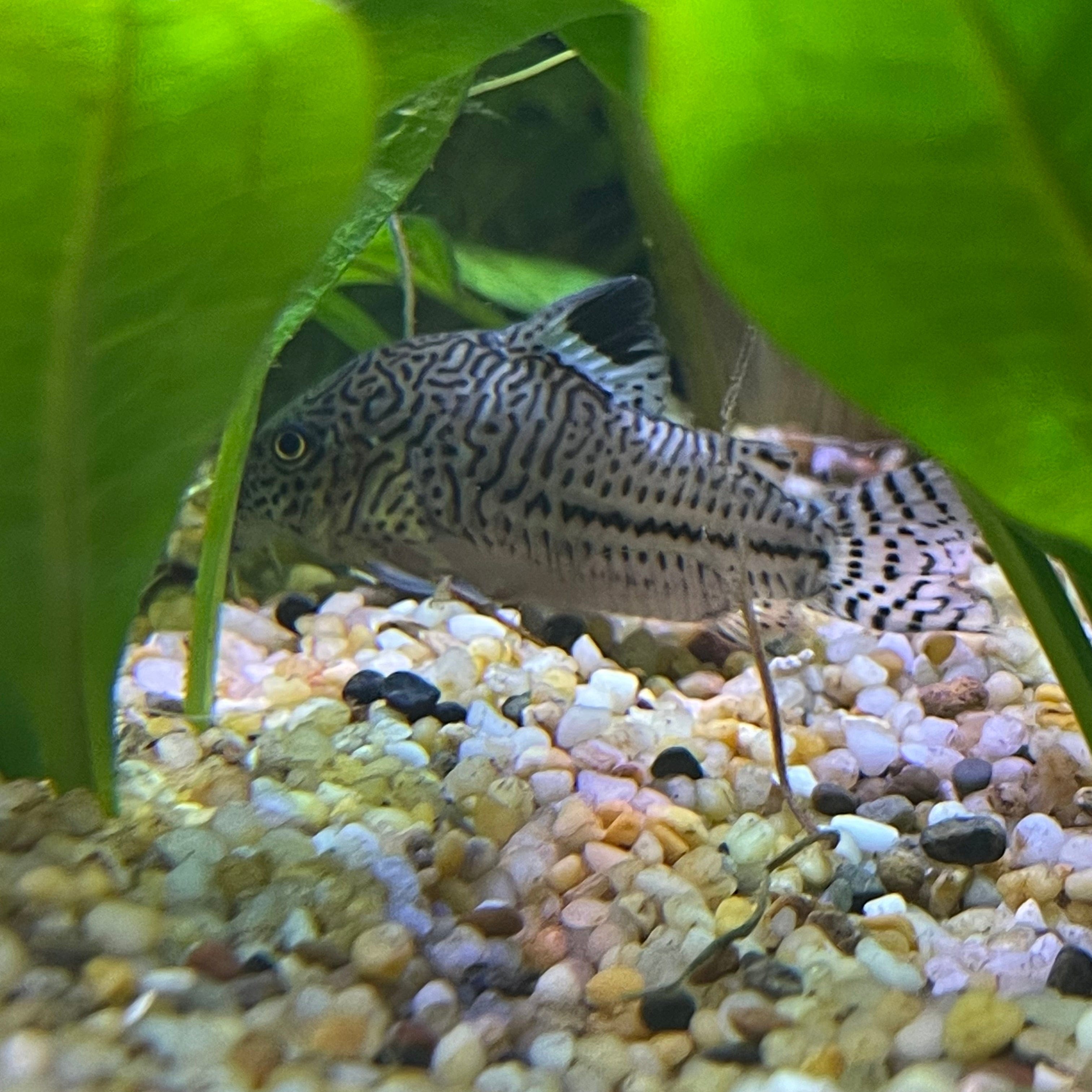 the-fish-farm Catfish Corydoras Julii Catfish 3cm Corydora Julii 3cm - The Fish Farm