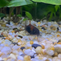 the-fish-farm Catfish Corydoras Orange Venezuelan Catfish 1.5-3cm Buy Orange Venezuelan Corydoras Catfish from The Fish Farm Australia