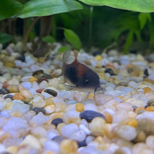 the-fish-farm Catfish Corydoras Orange Venezuelan Catfish 1.5-3cm Buy Orange Venezuelan Corydoras Catfish from The Fish Farm Australia