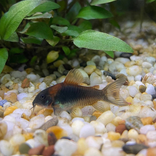the-fish-farm Catfish Corydoras Orange Venezuelan Catfish 1.5-3cm Buy Orange Venezuelan Corydoras Catfish from The Fish Farm Australia