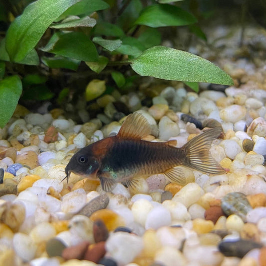 the-fish-farm Catfish Corydoras Orange Venezuelan Catfish 1.5-3cm Buy Orange Venezuelan Corydoras Catfish from The Fish Farm Australia