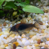 the-fish-farm Catfish Corydoras Orange Venezuelan Catfish 1.5-3cm Buy Orange Venezuelan Corydoras Catfish from The Fish Farm Australia