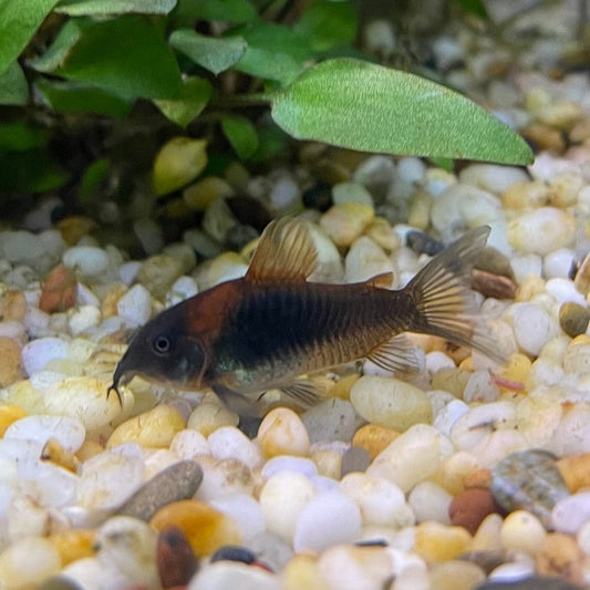 the-fish-farm Catfish Corydoras Orange Venezuelan Catfish 1.5-3cm Buy Orange Venezuelan Corydoras Catfish from The Fish Farm Australia