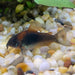 the-fish-farm Catfish Corydoras Orange Venezuelan Catfish 1.5-3cm Buy Orange Venezuelan Corydoras Catfish from The Fish Farm Australia