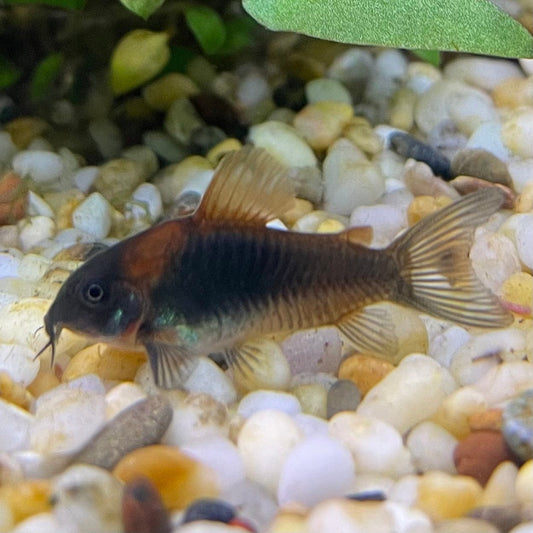 the-fish-farm Catfish Corydoras Orange Venezuelan Catfish 1.5-3cm Buy Orange Venezuelan Corydoras Catfish from The Fish Farm Australia