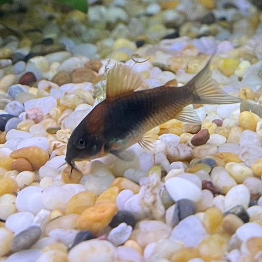 the-fish-farm Catfish Corydoras Orange Venezuelan Catfish 1.5-3cm Buy Orange Venezuelan Corydoras Catfish from The Fish Farm Australia
