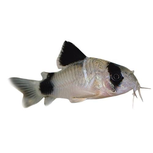 the-fish-farm Catfish Corydoras Panda Catfish 2.5cm Corydoras Panda 2.5cm - The Fish Farm