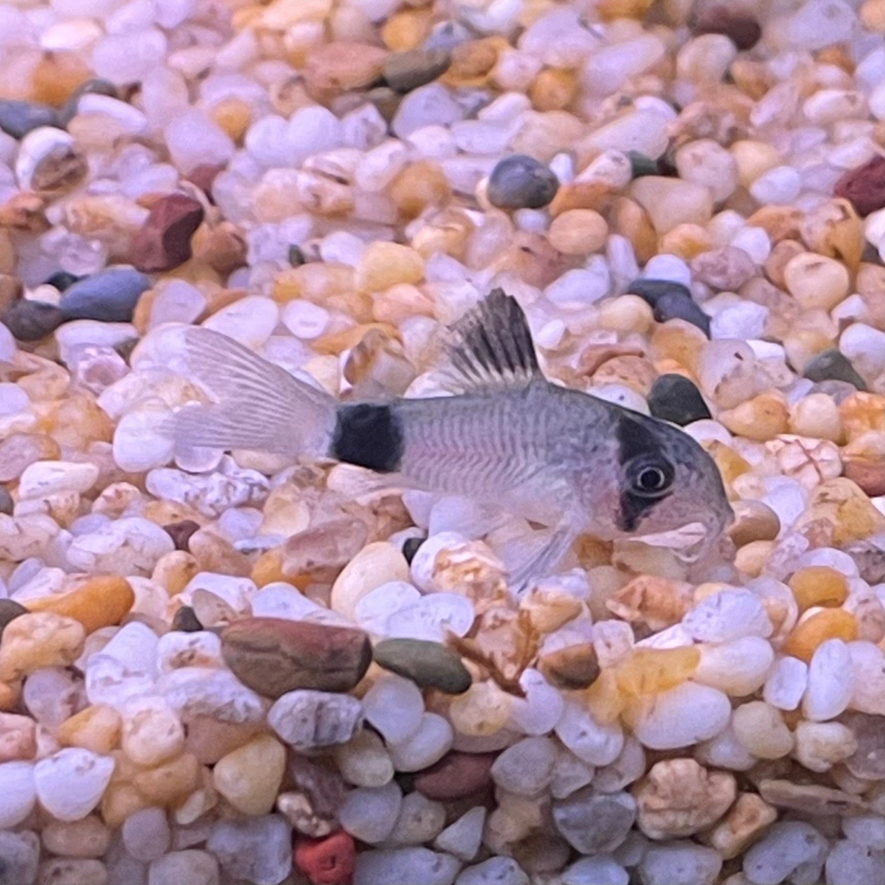 the-fish-farm Catfish Corydoras Panda Catfish 2.5cm Corydoras Panda 2.5cm - The Fish Farm