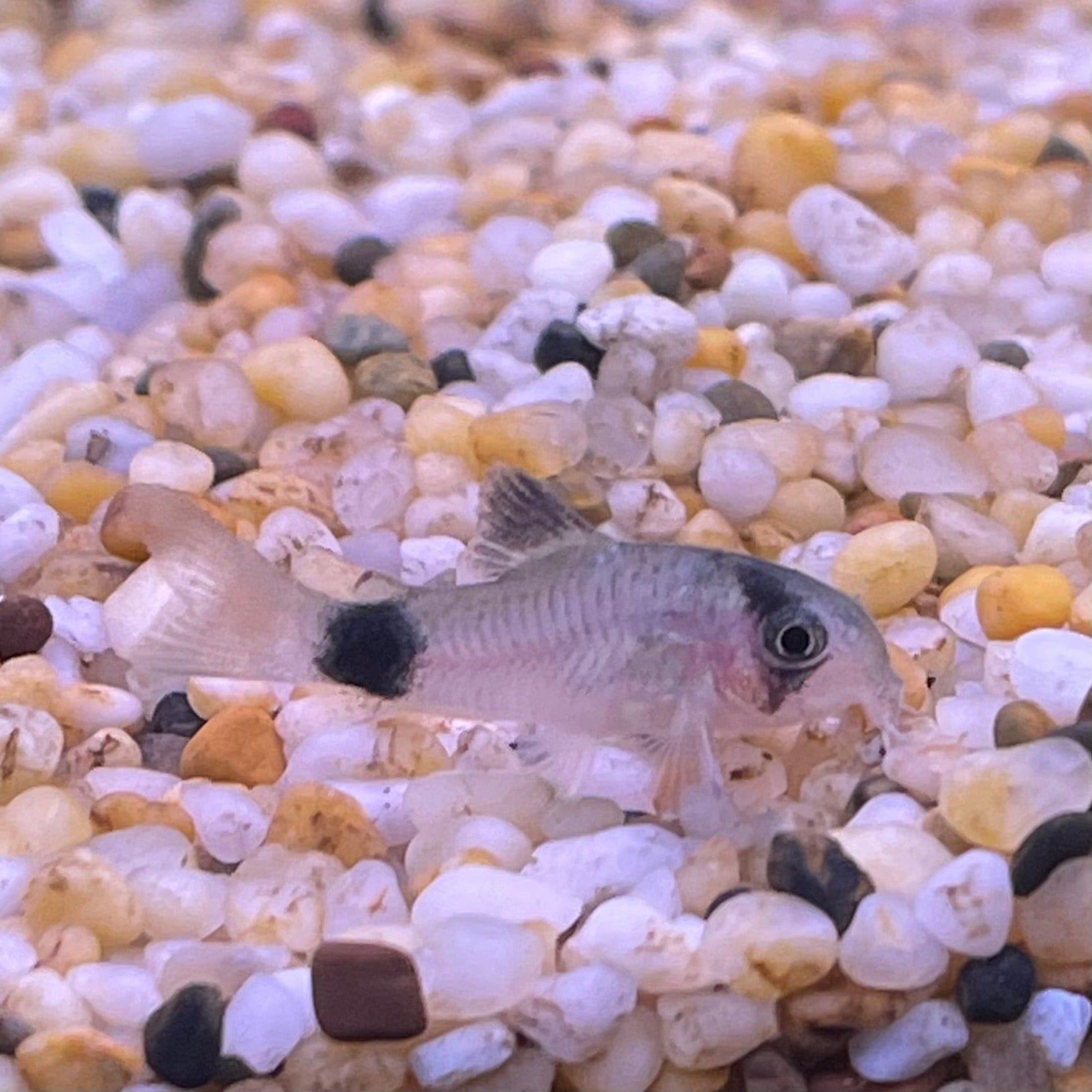 the-fish-farm Catfish Corydoras Panda Catfish 2.5cm Corydoras Panda 2.5cm - The Fish Farm