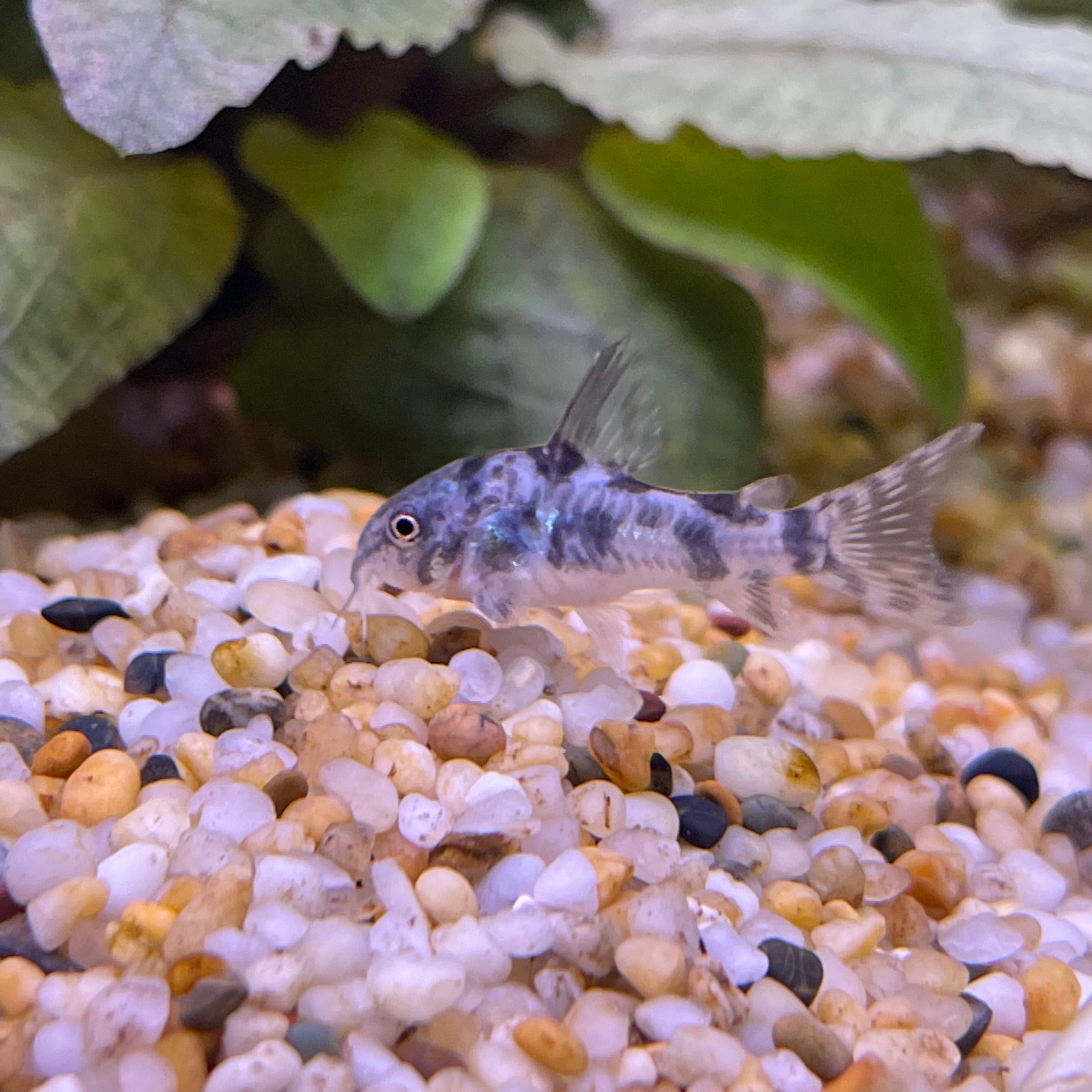 the-fish-farm Catfish Corydoras Peppered Catfish 2-4cm Corydora Peppered Catfish 3.5cm  - The Fish Farm