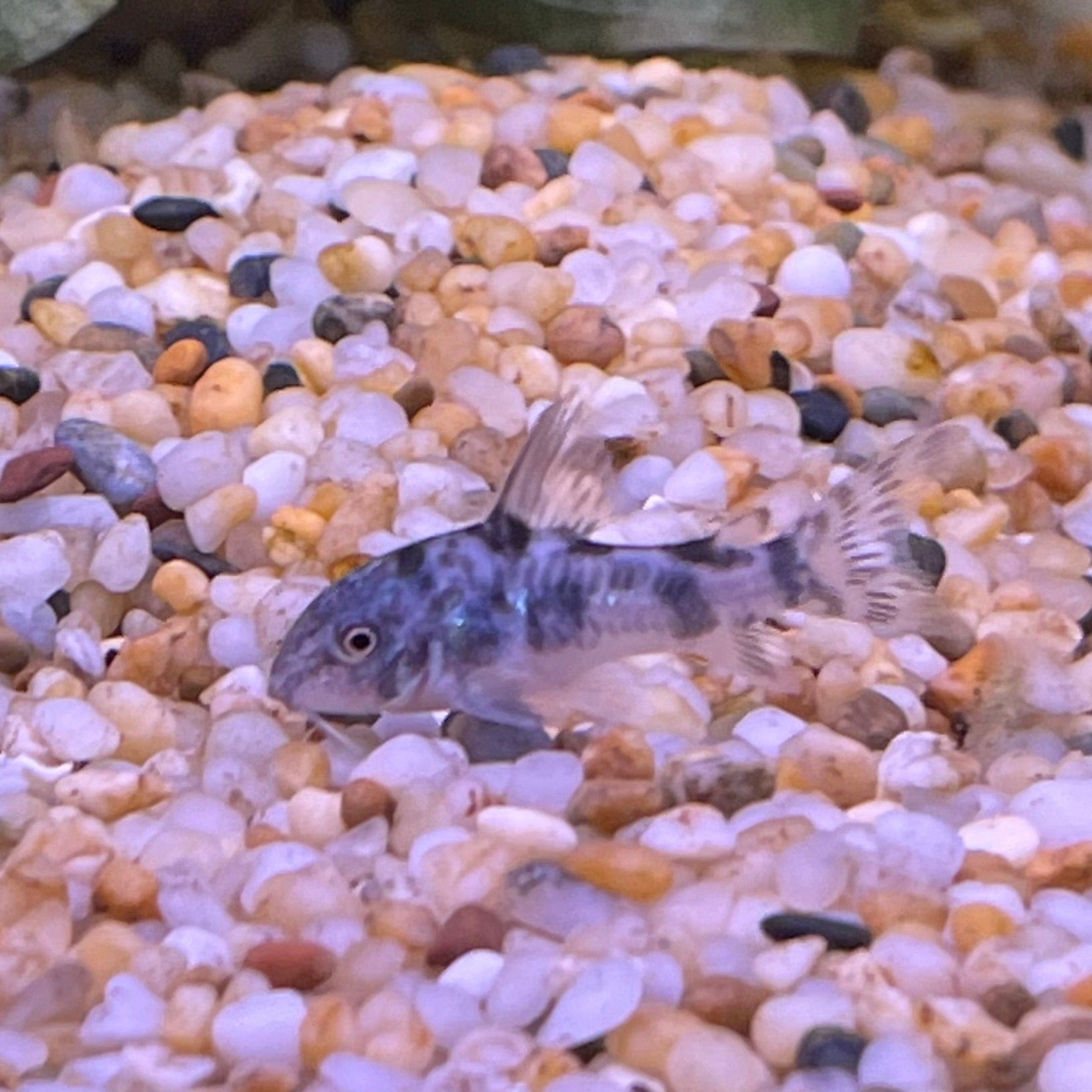 the-fish-farm Catfish Corydoras Peppered Catfish 2-4cm Corydora Peppered Catfish 3.5cm  - The Fish Farm