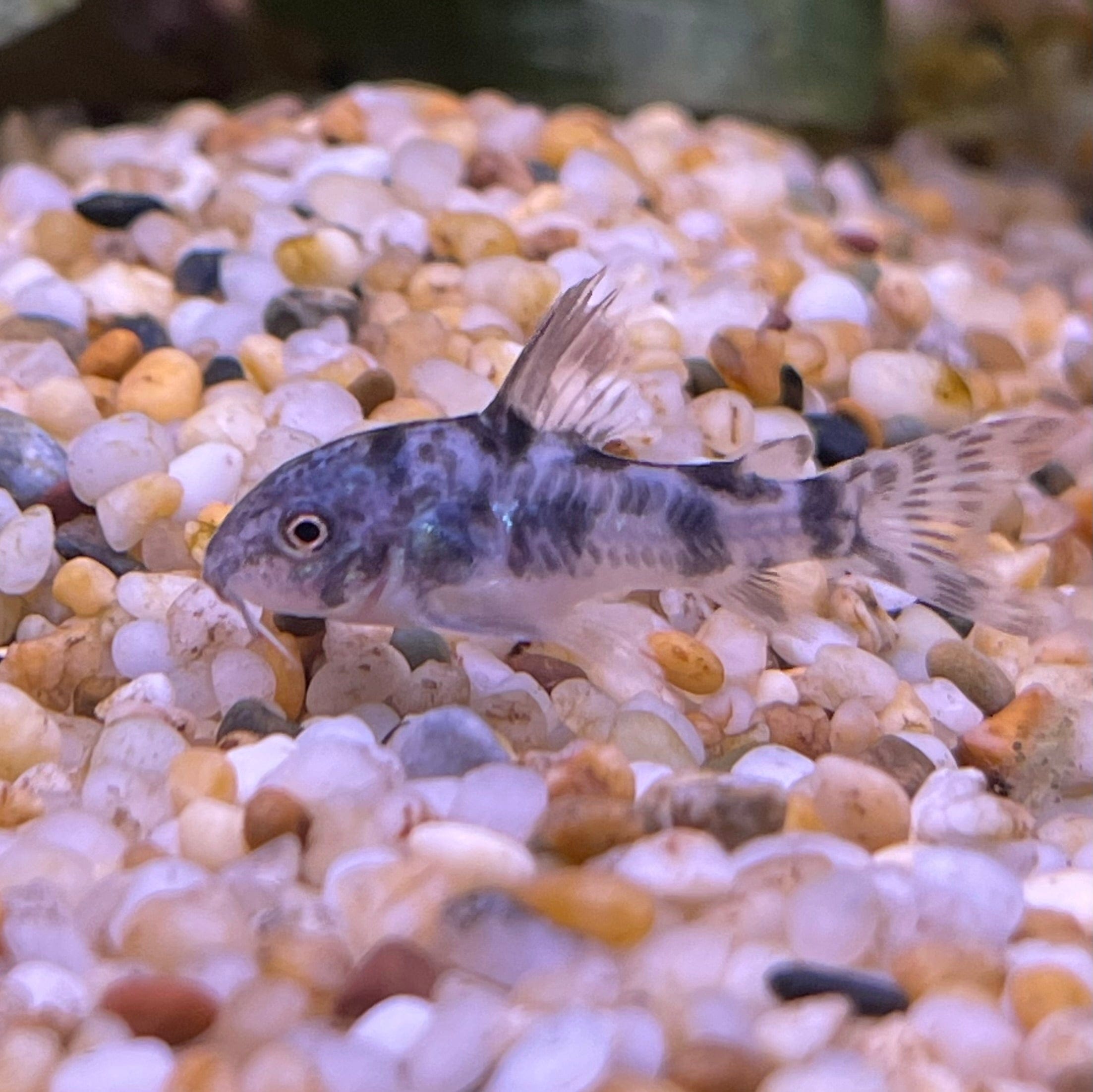 the-fish-farm Catfish Corydoras Peppered Catfish 2-4cm Corydora Peppered Catfish 3.5cm  - The Fish Farm