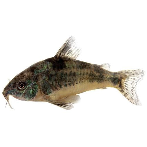 the-fish-farm Catfish Corydoras Peppered Catfish 3.5cm Corydora Peppered Catfish 3.5cm  - The Fish Farm