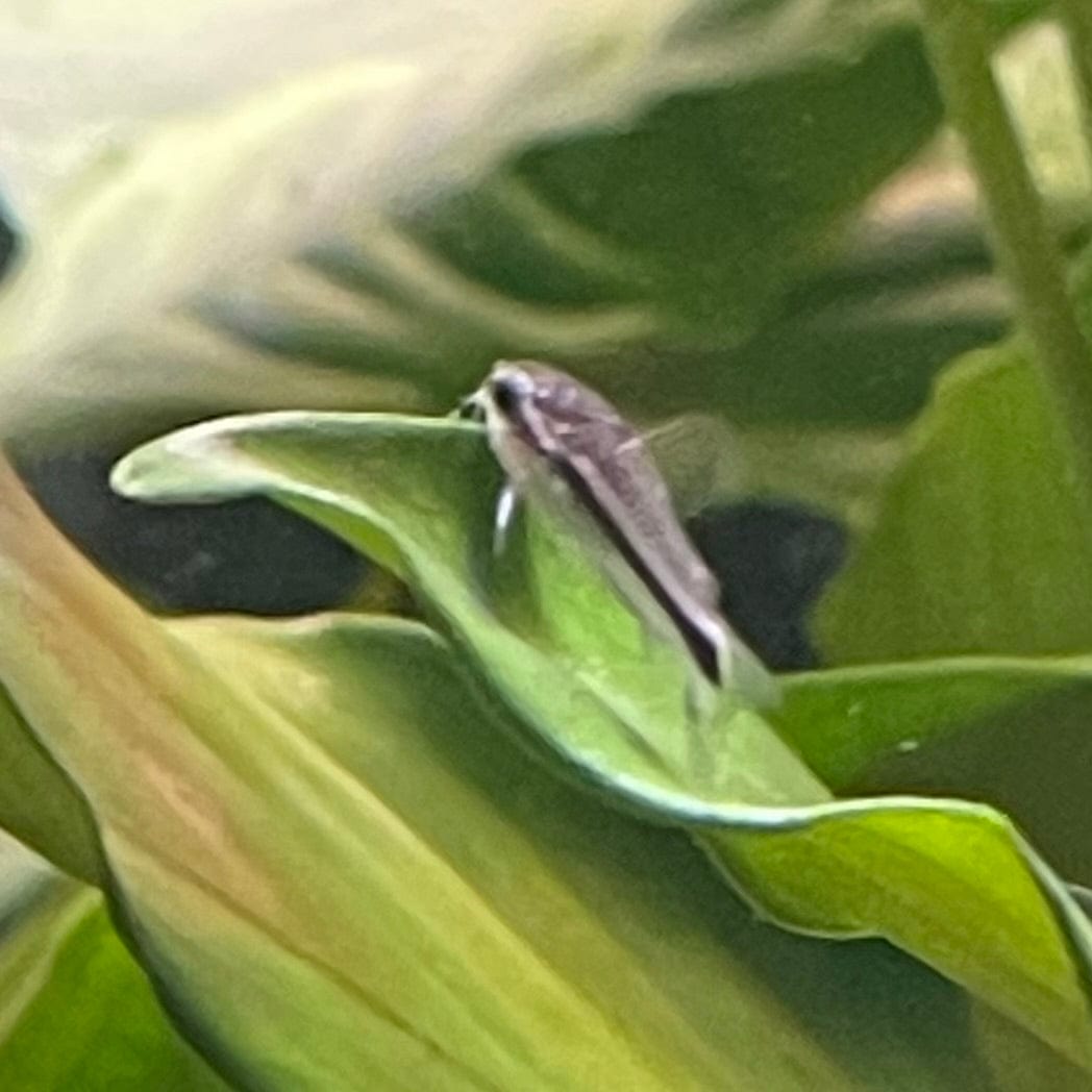 the-fish-farm Catfish Corydoras Pygmaeus Catfish 2-3cm Corydoras Pygmaeus Catfish 2cm- The Fish Farm