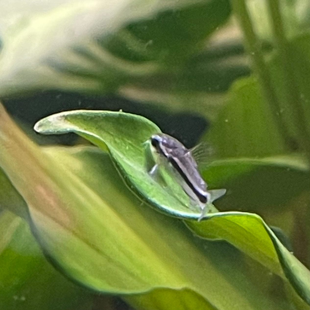 the-fish-farm Catfish Corydoras Pygmaeus Catfish 2-3cm Corydoras Pygmaeus Catfish 2cm- The Fish Farm