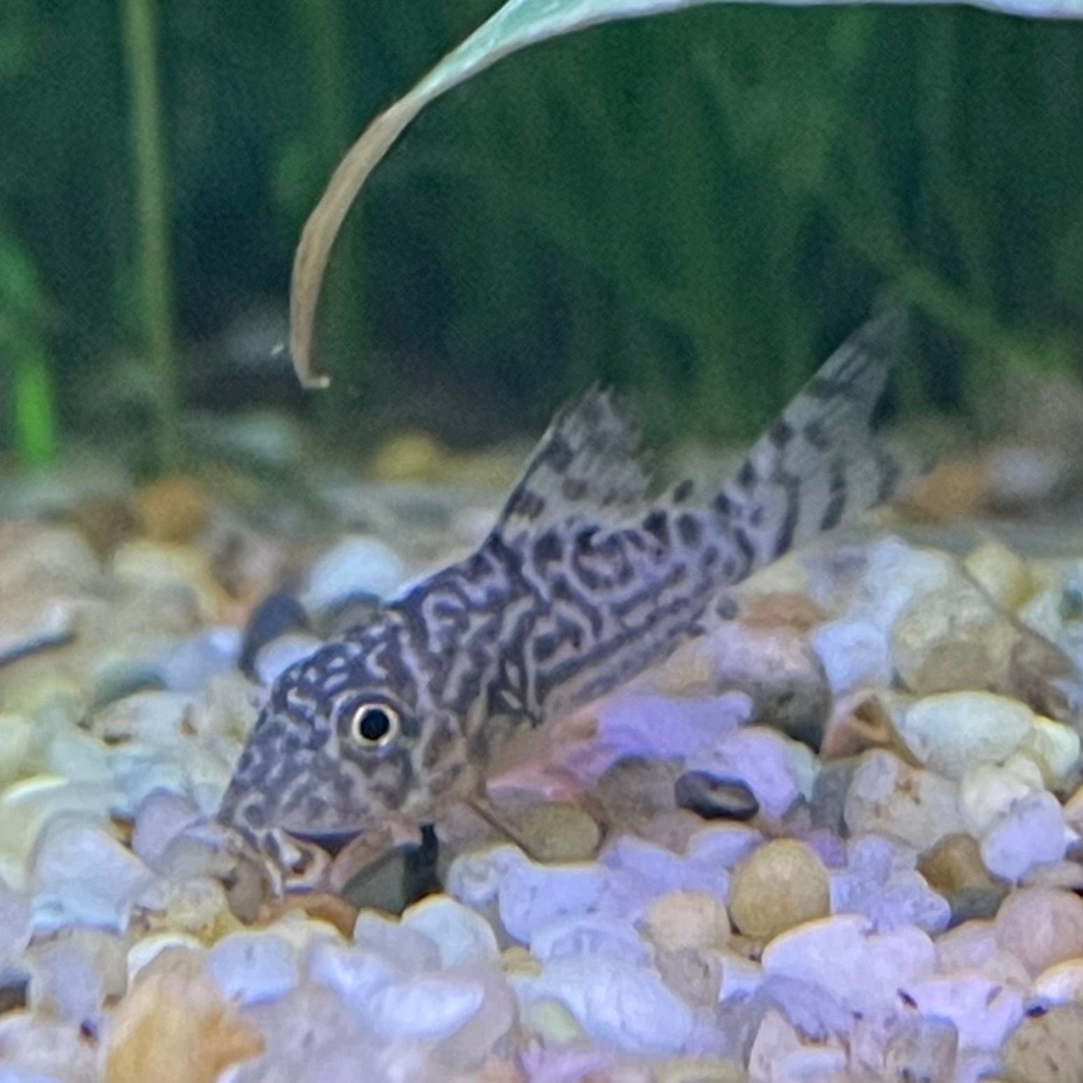 the-fish-farm Catfish Corydoras Sterbai Catfish 3-4cm Corydoras Sterbai 3.5cm - The Fish Farm