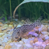 the-fish-farm Catfish Corydoras Sterbai Catfish 3-4cm Corydoras Sterbai 3.5cm - The Fish Farm