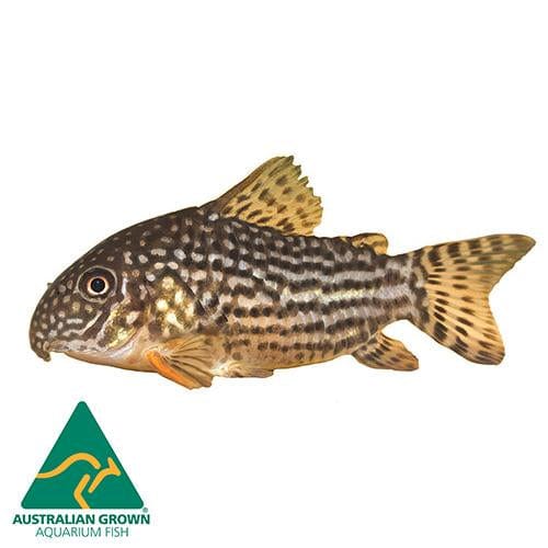 the-fish-farm Catfish Corydoras Sterbai Catfish 3.5cm Corydoras Sterbai 3.5cm - The Fish Farm