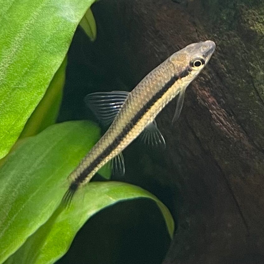 the-fish-farm Catfish Siamese Black Algae Eater Catfish - C. Oblongus Siamese Black Alge Eater - Crossocheilus oblongus - The Fish Farm