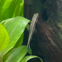 the-fish-farm Catfish Siamese Black Algae Eater Catfish - C. Oblongus Siamese Black Alge Eater - Crossocheilus oblongus - The Fish Farm