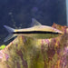 the-fish-farm Catfish Siamese Black Algae Eater Catfish - C. Oblongus Siamese Black Alge Eater - Crossocheilus oblongus - The Fish Farm