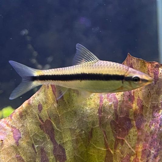 the-fish-farm Catfish Siamese Black Algae Eater Catfish - C. Oblongus Siamese Black Alge Eater - Crossocheilus oblongus - The Fish Farm