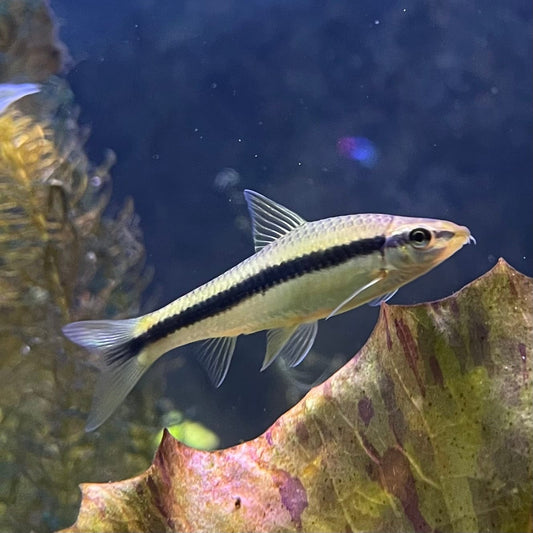 the-fish-farm Catfish Siamese Black Algae Eater Catfish - C. Oblongus Siamese Black Alge Eater - Crossocheilus oblongus - The Fish Farm