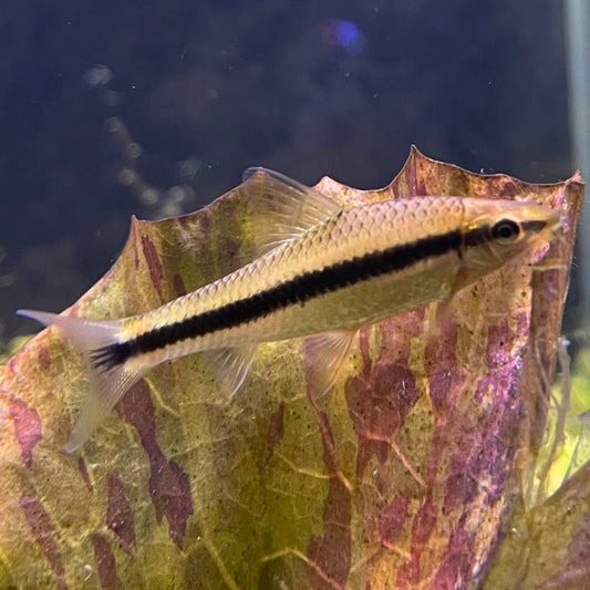 the-fish-farm Catfish Siamese Black Algae Eater Catfish - C. Oblongus Siamese Black Alge Eater - Crossocheilus oblongus - The Fish Farm
