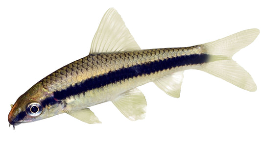 the-fish-farm Catfish Siamese Black Alge Eater Catfish - C. Oblongus Siamese Black Alge Eater - Crossocheilus oblongus - The Fish Farm