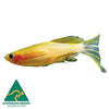 the-fish-farm Danio Gold Zebra Danio 3.5cm Gold Zebra Danio 3.5 - The Fish Farm