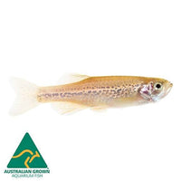 the-fish-farm Danio Leopard Danio 3.5cm Leopard Danio 3.5cm - The Fish Farm